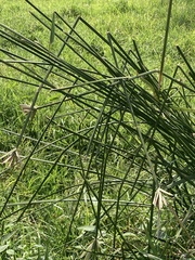 Cyperus sexangularis