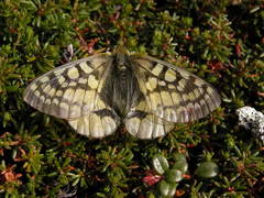 Parnassius eversmanni