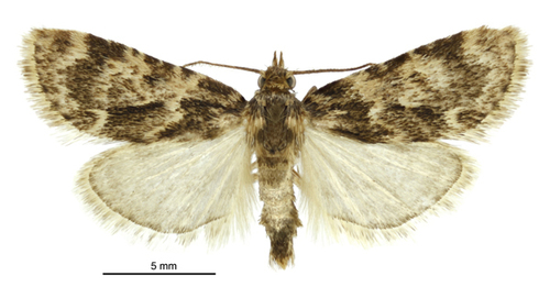 Stored grain moth