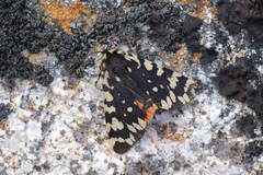 Acerbia alpina