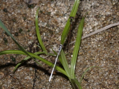 Agriocnemis argentea