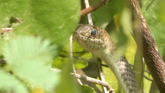 Psammophis sibilans