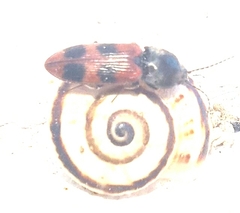Cardiophorus bipunctatus