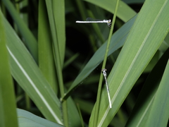 Agriocnemis argentea