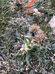 Saussurea leucophylla