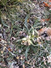 Saussurea leucophylla