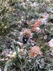 Saussurea leucophylla