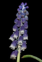 Muscari neglectum