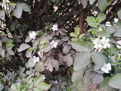 Murraya paniculata