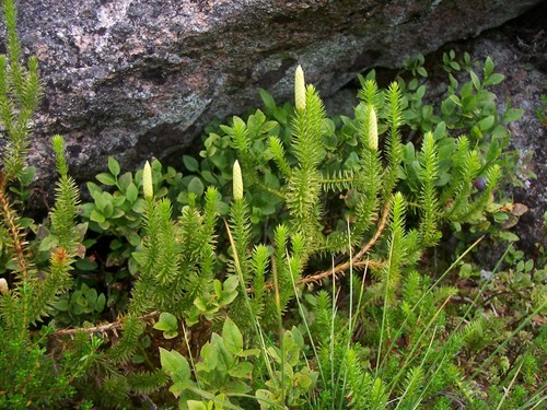 Lycopodium annotinum iNat (1)