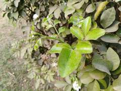 Murraya paniculata