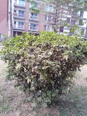 Murraya paniculata