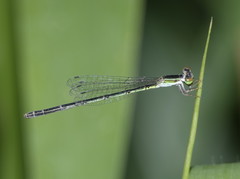 Agriocnemis argentea