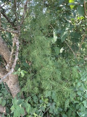 Asparagus buchananii