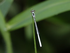 Agriocnemis argentea