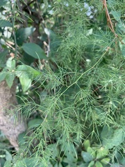 Asparagus buchananii