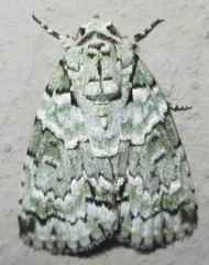 Blenina squamifera