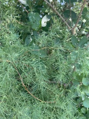 Asparagus buchananii