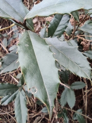 Ilex centrochinensis