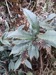 Ilex centrochinensis