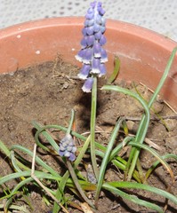 Muscari neglectum