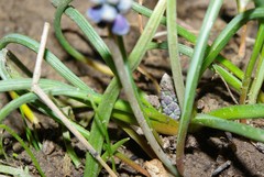 Muscari neglectum