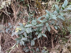 Ilex centrochinensis
