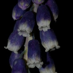 Muscari neglectum