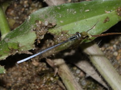 Agriocnemis argentea