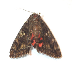 Catocala sponsa