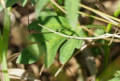 Cienfuegosia digitata image