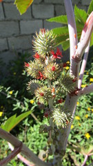 Ricinus communis