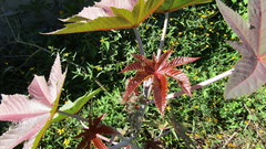 Ricinus communis