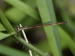 Agriocnemis argentea