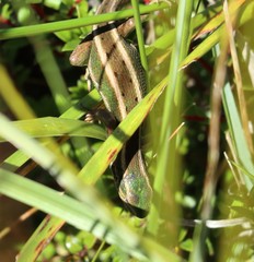 Liolaemus cyanogaster