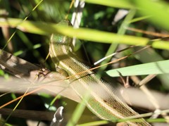 Liolaemus cyanogaster