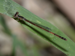 Agriocnemis argentea