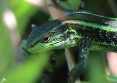Liolaemus cyanogaster