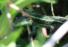 Liolaemus cyanogaster