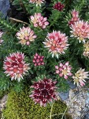 Rhodiola algida