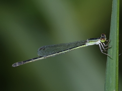 Agriocnemis argentea