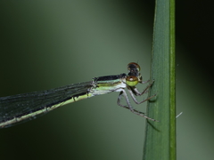 Agriocnemis argentea
