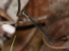 Agriocnemis argentea