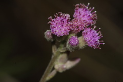 Senecio purpureus