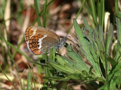 Coenonympha hero