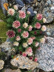 Rhodiola algida