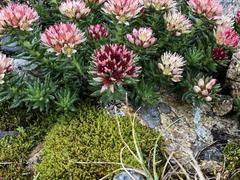 Rhodiola algida