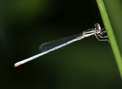 Agriocnemis argentea