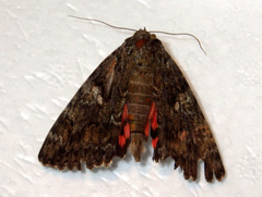 Catocala sponsa