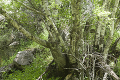 Betula tianschanica